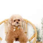 チェックカラー＋リードSET【名入れ彫刻対応】 - Image 3