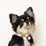 チェックカラー＋リードSET【名入れ彫刻対応】 - Image 6