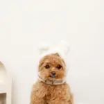 うさぎ耳付きフードファーハーネス - Image 4