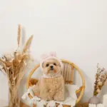 うさぎ耳付きフードファーハーネス - Image 7