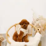 ひつじさん柄ハーネス＋リードSET【名入れ刺繍対応】 - Image 3