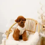 ひつじさん柄ハーネス＋リードSET【名入れ刺繍対応】 - Image 5