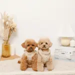 ひつじさん柄ハーネス＋リードSET【名入れ刺繍対応】 - Image 6