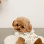 スカラップカラー花柄キルティングハーネス+リードSET【名入れ刺繍対応】 - Image 5