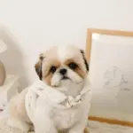 スカラップカラー花柄キルティングハーネス+リードSET【名入れ刺繍対応】 - Image 9