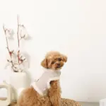 ボアウールハーネス - Image 8