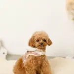 ファーフード付チェックハーネス+リードSET【名入れ刺繍対応】 - Image 2