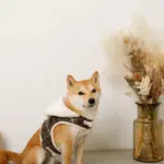 ファーフード付チェックハーネス+リードSET【名入れ刺繍対応】 - Image 4