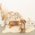 ファーフード付チェックハーネス+リードSET【名入れ刺繍対応】 - Image 5