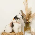 ファーフード付チェックハーネス+リードSET【名入れ刺繍対応】 - Image 10