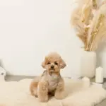 キルティングボアハーネス+リードSET【名入れ刺繍対応】 - Image 4