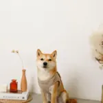 キルティングボアハーネス+リードSET【名入れ刺繍対応】 - Image 5