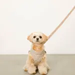 キルティングボアハーネス+リードSET【名入れ刺繍対応】 - Image 10