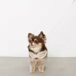 チェック×ファーハーネス - Image 3