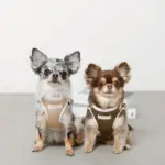 冷感メッシュハーネス+リードSET【名入れ刺繍対応】 - Image 6