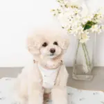 tomboniaコラボハーネス+リードSET【名入れ刺繍対応】 - Image 3