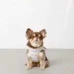 ぽこぽこハーネス+リードSET【名入れ刺繍対応】 - Image 8