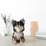 ぽこぽこハーネス+リードSET【名入れ刺繍対応】 - Image 10