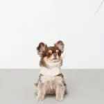 刺繍レースハーネス＋リードSET【名入れ刺繍対応】 - Image 6