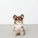 刺繍レースハーネス＋リードSET【名入れ刺繍対応】 - Image 7