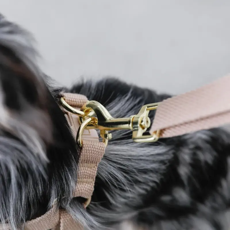 小松菜 犬 - Professional Guide and Review