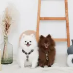 シンプルバイカラーハーネス - Image 2