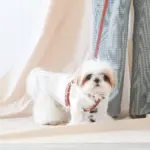 レザーハーネス　SMALL - Image 5