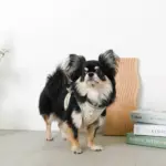 チューリップ柄ハーネス+リードSET【名入れ刺繍対応】【旧モデル】 - Image 6