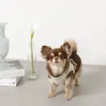 チューリップ柄ハーネス+リードSET【名入れ刺繍対応】【旧モデル】 - Image 8