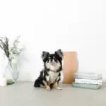 チューリップ柄ハーネス+リードSET【名入れ刺繍対応】【旧モデル】 - Image 9