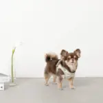 チューリップ柄ハーネス+リードSET【名入れ刺繍対応】【旧モデル】 - Image 10