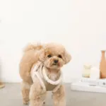 エコレザーボアMIXハーネス+リードSET【名入れ刺繍対応】【旧モデル】 - Image 3