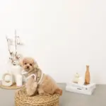 エコレザーボアMIXハーネス+リードSET【名入れ刺繍対応】【旧モデル】 - Image 6