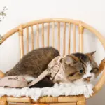 ナチュラルフラワーハーネス＋リードSET【名入れ刺繍対応】【旧モデル】 - Image 9