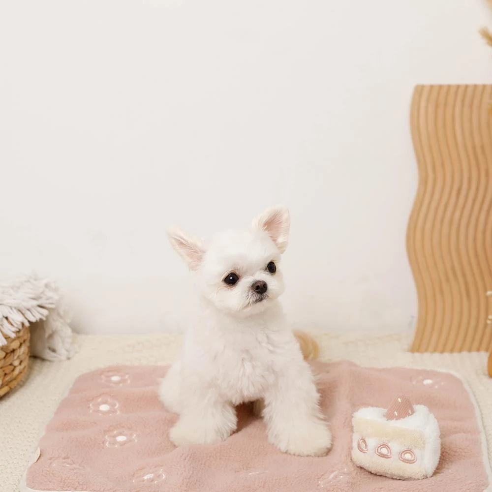 犬 ハーネス クール - 犬 ハーネス คู่ สุดน่ารัก di jalan raya malam dengan reflektor berkilau