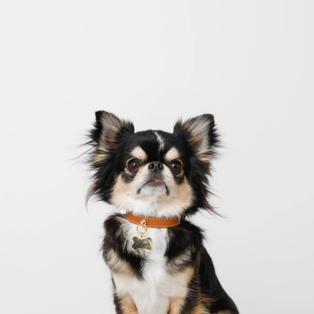 犬 用 ハンモック 基礎知識