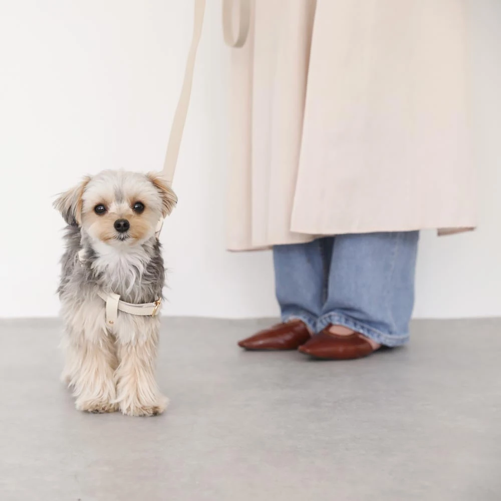 巾着 意味を活かしたペット用品の比較展示